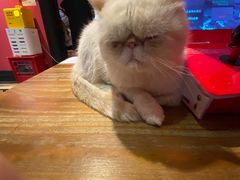 -猫色咖啡·猫咖