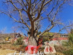 -遵化市禅林寺古银杏风景园