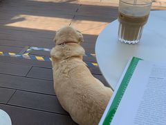 -Cafe In Little Forest