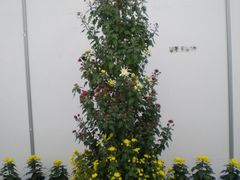 花展-西安世博园