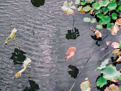 -苏州环秀晓筑养生度假村