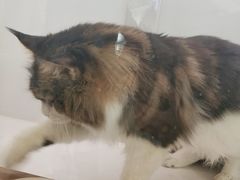 -猫冇咖·家门口的撸猫馆(大融城店)