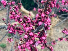 -北京西山国家森林公园