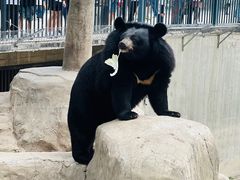 -石家庄市动物园