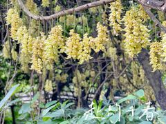 -中国科学院华南植物园
