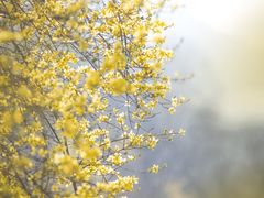-九如山休闲旅游度假区