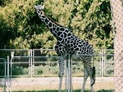 -石家庄市动物园