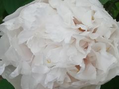 -曹州牡丹园