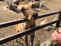 -青岛森林野生动物世界