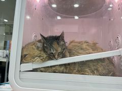 -爱洗澡的猫(天河路店)