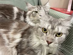 -袖虎宠物·金渐层缅因猫舍(灵芝店)