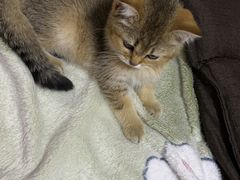 -关爱宠物医院·猫科中心·消化科(滨湖万达分院)