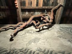 -张掖大佛寺景区