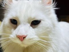 -猫小院猫主题餐厅(南锣旗舰店)
