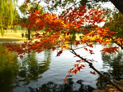 -上海共青森林公园