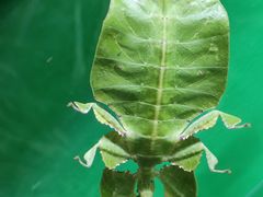-上海大自然野生昆虫馆(东方明珠·爬宠昆虫探索中心)