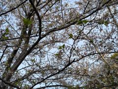 -高东镇樱花园