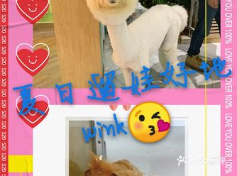 夏日遛娃‖新柒宠带你亲近动物！