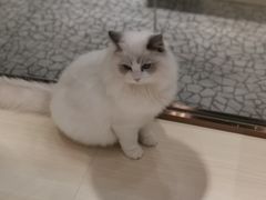 -momokira米努特·德文卷毛猫·棉花面纱犬