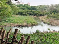 -华侨城湿地公园