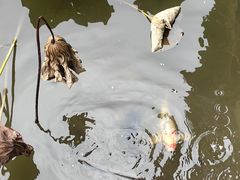 -龙头寺公园