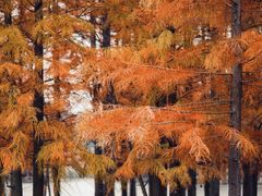 -白鹭湾湿地公园