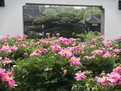 -盆景园(扬州大运河文化旅游度假区)