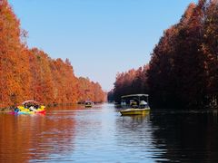 -上海海湾国家森林公园