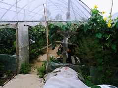 -马陆小张葡萄园农家乐