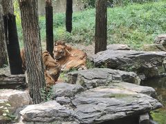 -北京野生动物园