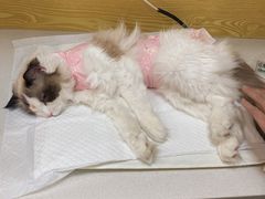 -中农大我爱我爱动物医院·核磁CT·猫病·24小时夜诊中心(石佛营店)