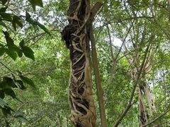 -中国科学院西双版纳热带植物园