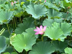 -马家湾湿地公园