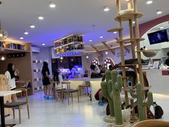-喵园·猫主题咖啡厅·撸猫·猫咖(国贸店)