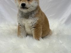 -萌宠之家·腊肠犬·马尔泰·小体犬舍