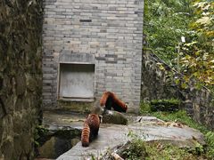 -都江堰中华大熊猫苑