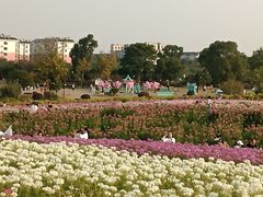-径山花海