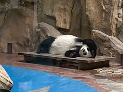 -成都动物园