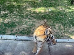 -北京野生动物园