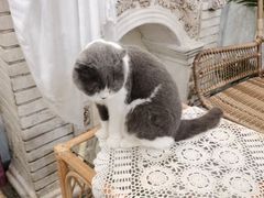 -共舞时光猫咖·狗咖(新街口店)