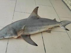 -浪琴湾尾角仔海鲜坊