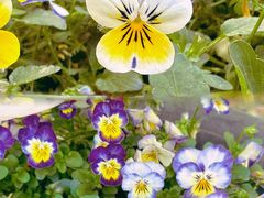 -北京国际鲜花港