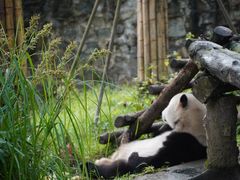 -都江堰中华大熊猫苑