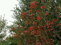 -武清南湖绿博园