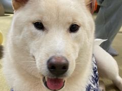 -逗柴咖啡屋·狗咖猫咖宠物桌游