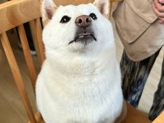 -柴の食堂·日式家庭料理·熊之肆(大学路店)