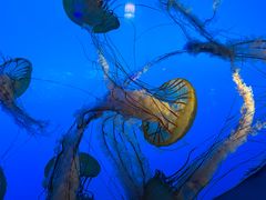 -太平洋海底世界