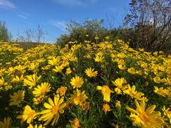 -昆山城市生态森林公园