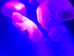 -瑞普利水族馆
