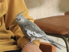 -吉丁鸟咖·异宠·寄养